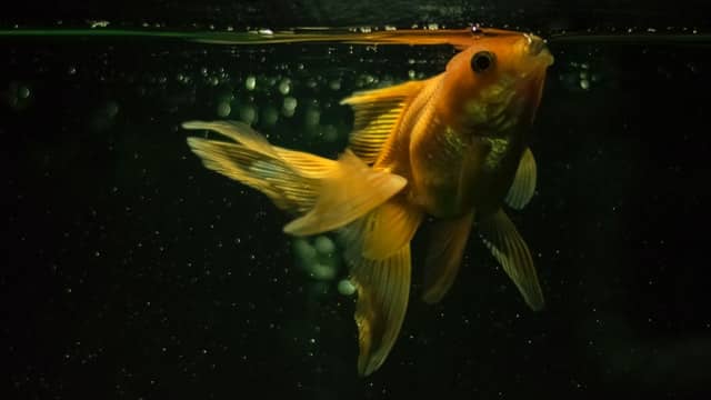 Goldfish in water