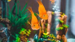 goldfish aquarium water change