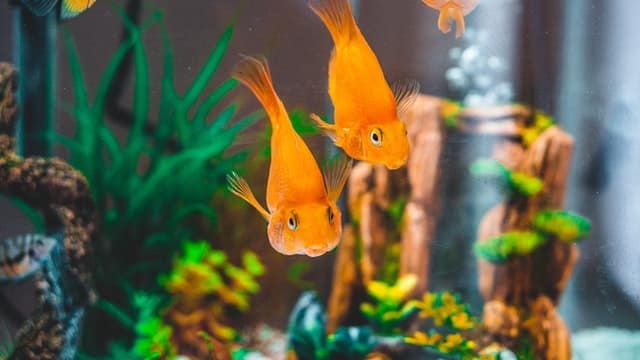 two goldfish in fish tank
