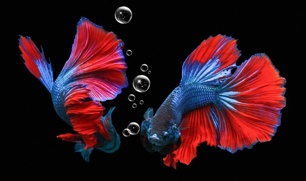 Two red and blue betta fishes