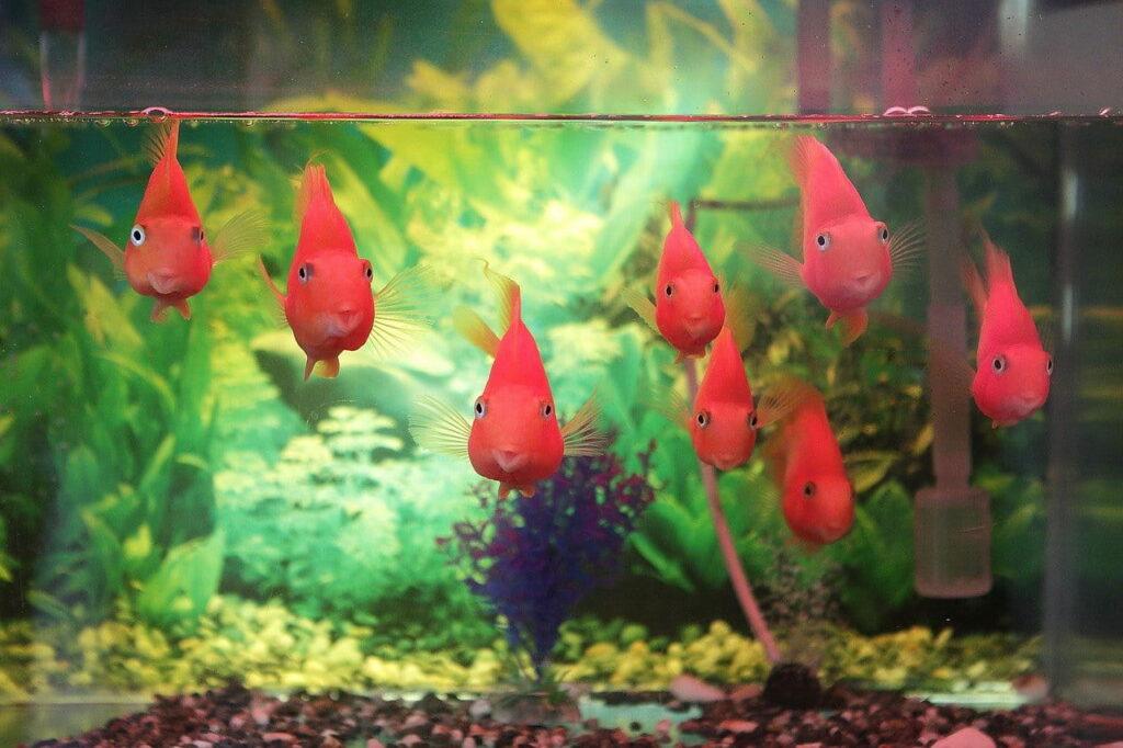 Red fish in tank