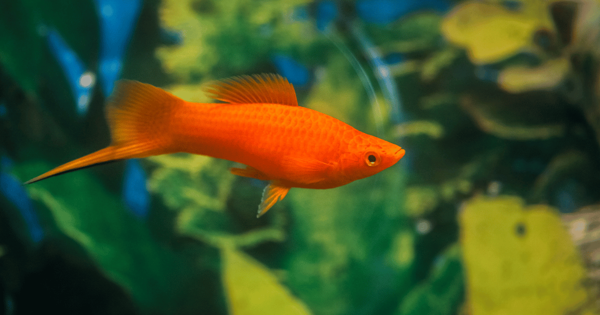 Swordtail fish