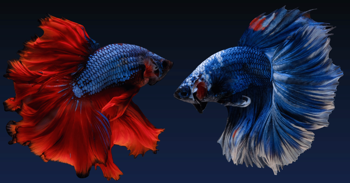 red and blue betta fish