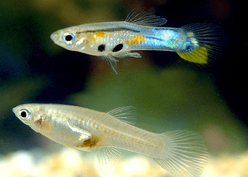 two guppy fish