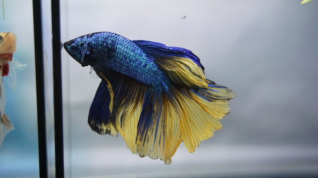 blue and yellow betta fish