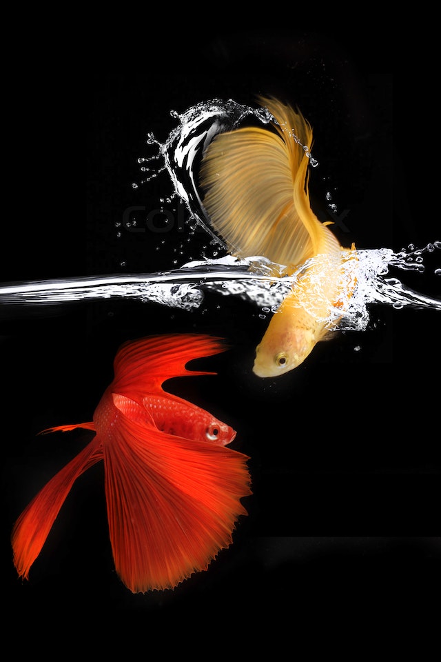 betta fish fighting